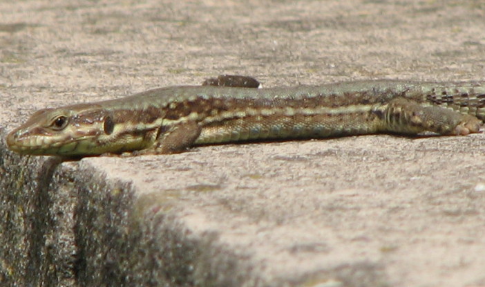 podarcis muralis con zampette strane